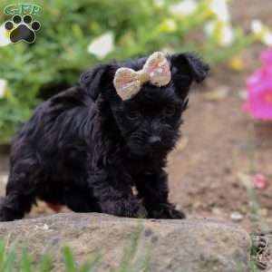 Lola, Yorkie Poo Puppy